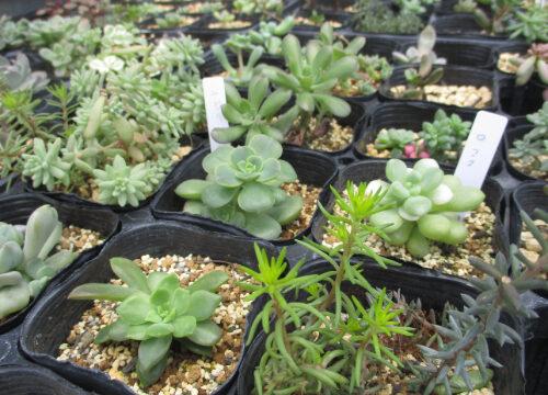 食農生産科　2年課題研究
