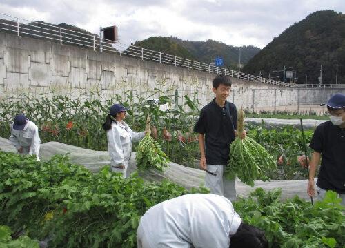 食農生産科１年「農業と環境」の授業で野菜を収穫！