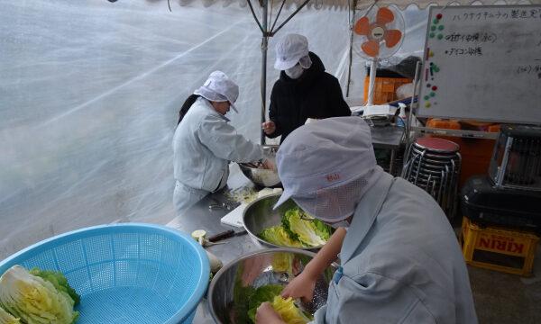 食農生産科１年　育てた白菜と大根でキムチ作り（その１）