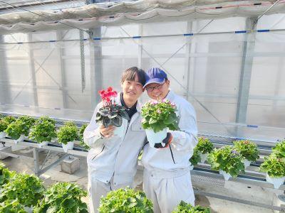 サイネリアの出荷始めました！